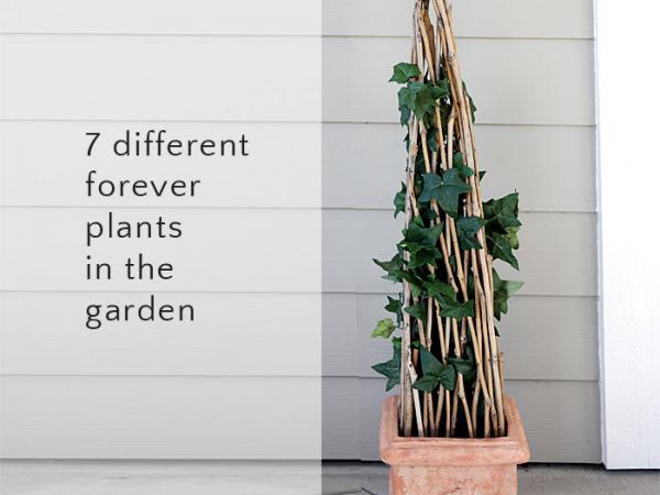 永远的7个不同的植物在花园里